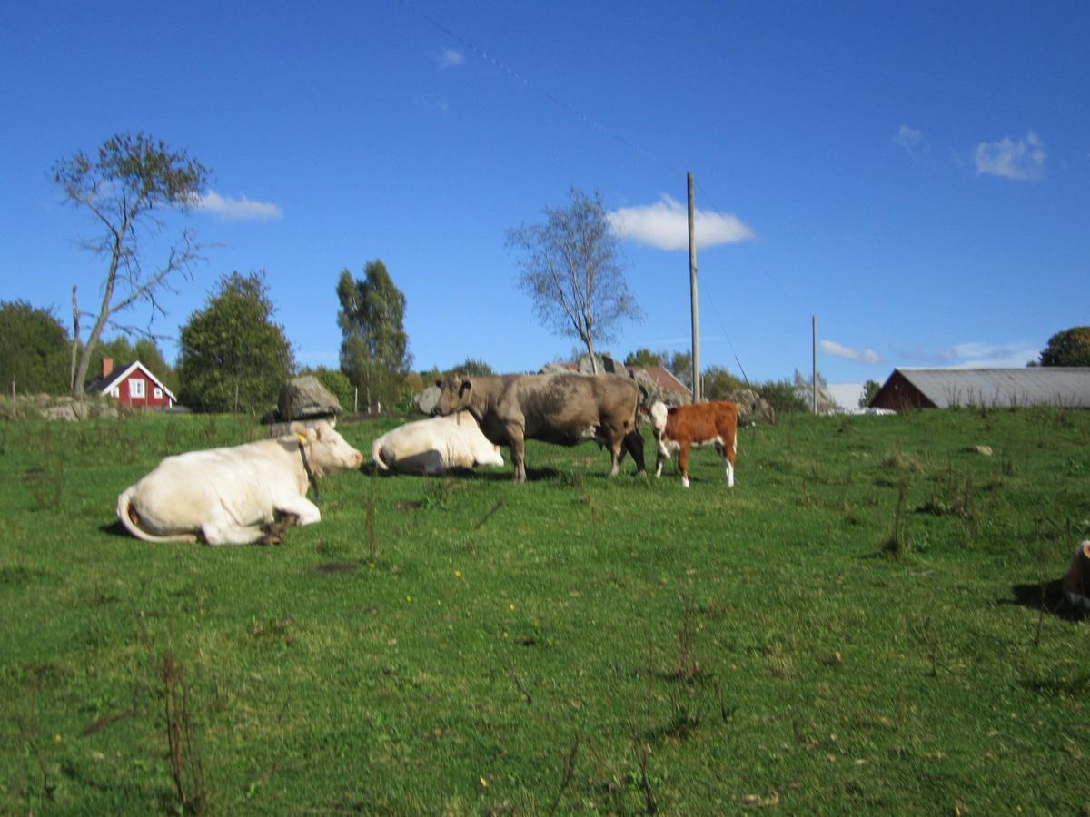 Bjoerksebo Villa Buitenkant foto
